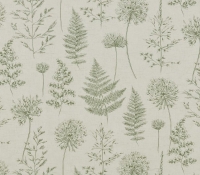 chervil_fern_1_1