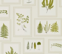 woodland-fern-215712